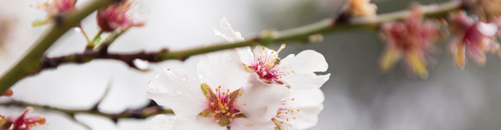 Viveros Guzmágina especialistas en ALMENDROS